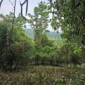 出售地皮-泰国-呵叻-14400-平方米-21.43-01