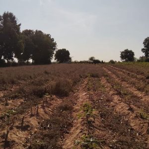 出售地皮-泰国-呵叻-1600-平方米-30-01