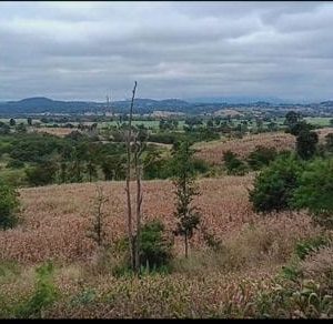 出售地皮-泰国-呵叻-16000-平方米-9.66-01