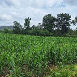 出售地皮-泰国-呵叻-1640-平方米-66.92-01