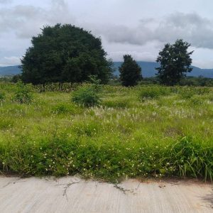 出售地皮-泰国-呵叻-1744-平方米-92.32-01