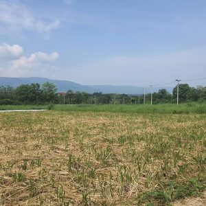 出售地皮-泰国-呵叻-1768-平方米-107.15-01