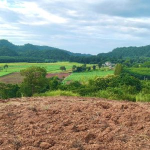 出售地皮-泰国-呵叻-18080-平方米-142.23-01