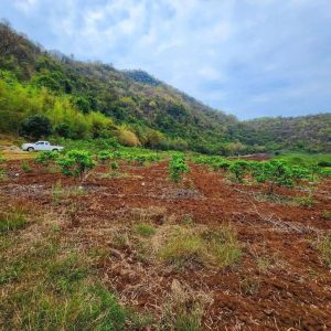 出售地皮-泰国-呵叻-18520-平方米-83.58-01