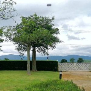 出售地皮-泰国-呵叻-19484-平方米-263.98-01