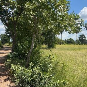 出售地皮-泰国-呵叻-19800-平方米-2.72-01