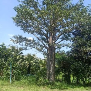 出售地皮-泰国-呵叻-20984-平方米-40.86-01