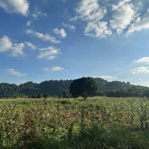 出售地皮-泰国-呵叻-21988-平方米-42.86-01