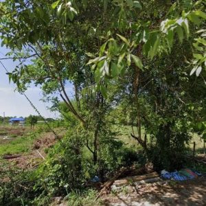 出售地皮-泰国-呵叻-2224-平方米-24.52-01