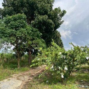 出售地皮-泰国-呵叻-25056-平方米-41.06-01