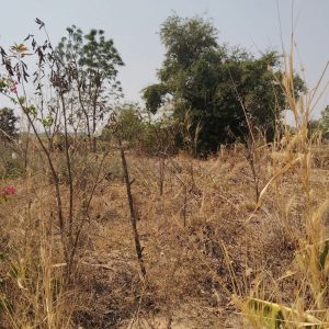 出售地皮-泰国-呵叻-2732-平方米-17.12-01