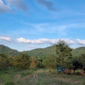 出售地皮-泰国-呵叻-30056-平方米-112.95-01