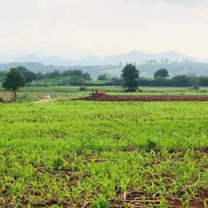 出售地皮-泰国-呵叻-31760-平方米-32.15-01