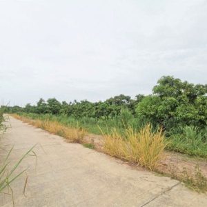 出售地皮-泰国-呵叻-33864-平方米-75-01