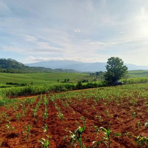 出售地皮-泰国-呵叻-34516-平方米-55.72-01