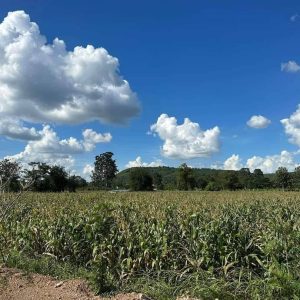 出售地皮-泰国-呵叻-40000-平方米-62.15-01