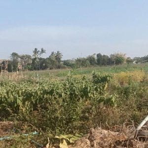 出售地皮-泰国-呵叻-44800-平方米-42.86-01