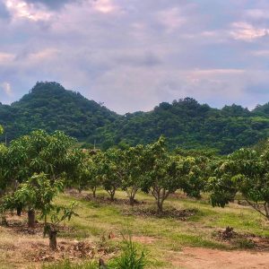 出售地皮-泰国-呵叻-46400-平方米-36.23-01