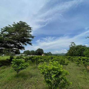 出售地皮-泰国-呵叻-4800-平方米-75-01