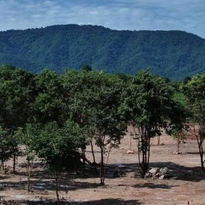 出售地皮-泰国-呵叻-4800-平方米-85.72-01