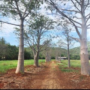 出售地皮-泰国-呵叻-51984-平方米-471.43-01