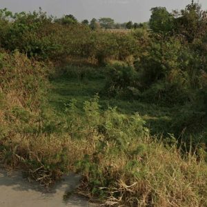 出售地皮-泰国-呵叻-5520-平方米-50.55-01