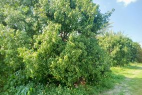 出售地皮-泰国-呵叻-5568-平方米-139.29-01