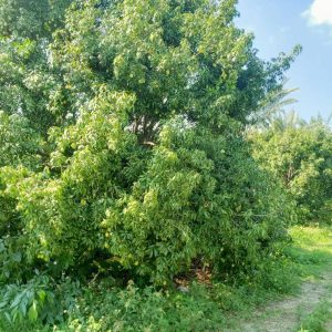 出售地皮-泰国-呵叻-5568-平方米-139.29-01