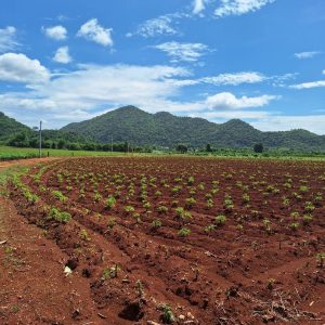 出售地皮-泰国-呵叻-6304-平方米-59.83-01