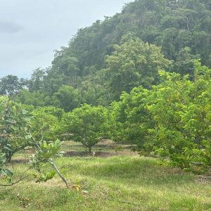 出售地皮-泰国-呵叻-71348-平方米-40.72-01