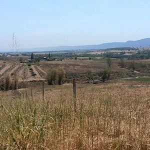 出售地皮-泰国-呵叻-8000-平方米-10.72-01