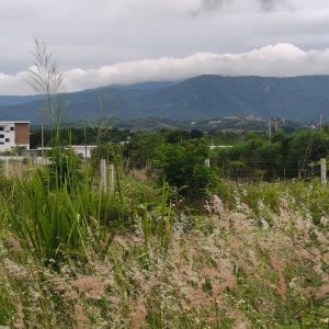 出售地皮-泰国-呵叻-8000-平方米-102.86-01