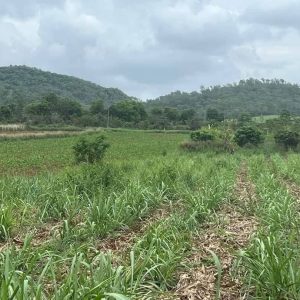 出售地皮-泰国-呵叻-8000-平方米-32.15-01