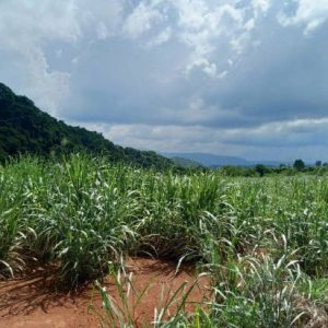 出售地皮-泰国-呵叻-84800-平方米-38.58-01