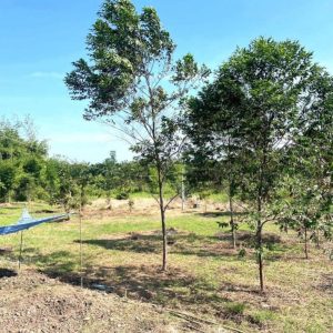 出售地皮-泰国-呵叻-9068-平方米-16.09-01