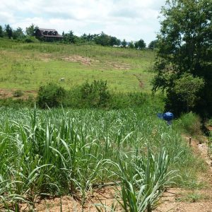 出售地皮-泰国-呵叻-9824-平方米-20.95-01