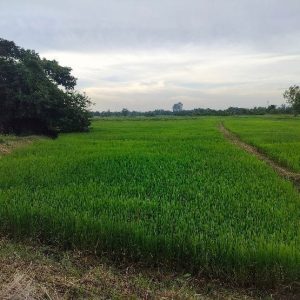 出售地皮-泰国-喃奔-10192-平方米-16.46-01