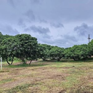 出售地皮-泰国-喃奔-139200-平方米-0-01