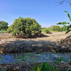 出售地皮-泰国-喃奔-3200-平方米-26.8-01