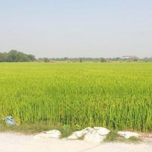 出售地皮-泰国-大城-25912-平方米-74.12-01