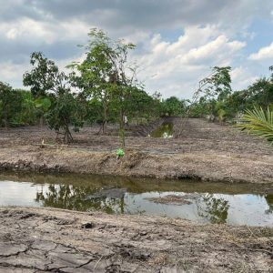 出售地皮-泰国-大城-3788-平方米-18.12-01