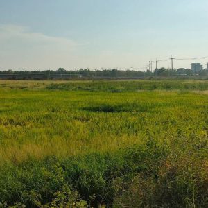 出售地皮-泰国-大城-44656-平方米-43-01