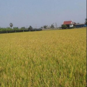 出售地皮-泰国-大城-96000-平方米-0-01