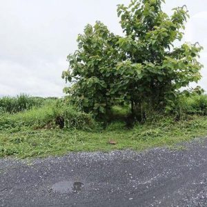 出售地皮-泰国-孔敬-11868-平方米-2.63-01