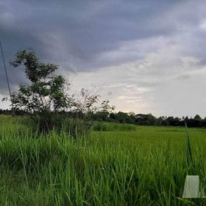 出售地皮-泰国-孔敬-33170-平方米-45.49-01