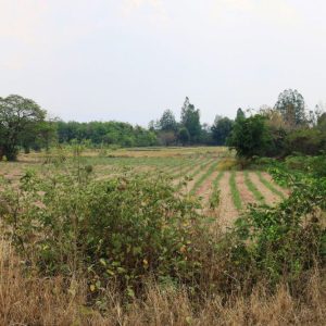 出售地皮-泰国-孔敬-64156-平方米-16.06-01