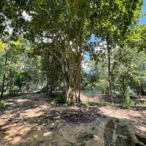 出售地皮-泰国-宋卡-53012-平方米-75.03-01