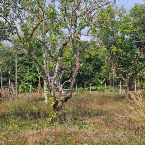 出售地皮-泰国-尖竹汶-1060-平方米-113.23-01