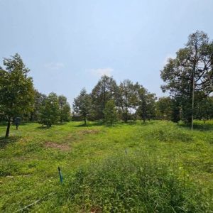 出售地皮-泰国-尖竹汶-11200-平方米-24.52-01