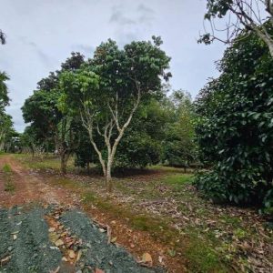 出售地皮-泰国-尖竹汶-17384-平方米-18.23-01